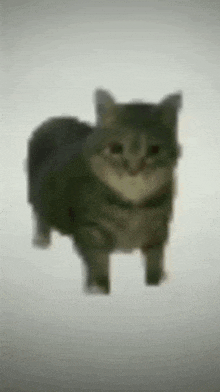 Spinning Cat